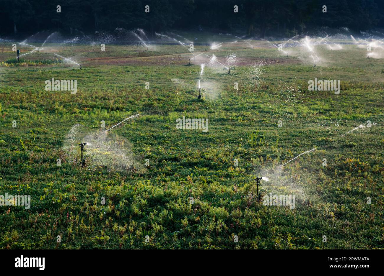 Bewässerung des Moosbeermoors vor der Ernte. Stockfoto