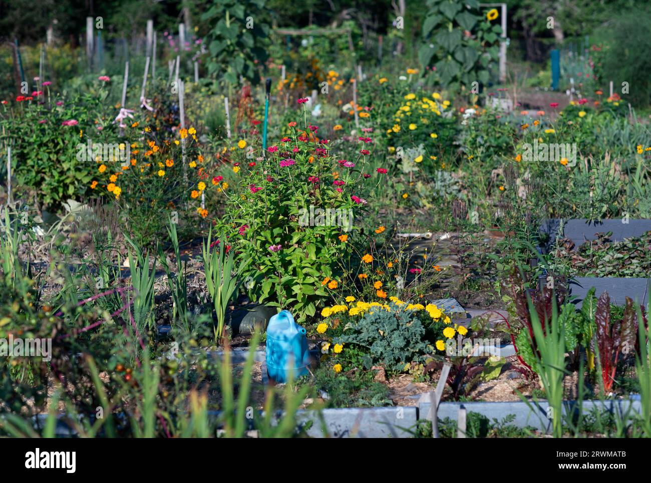 Shoop Community Garden in Dennis. Stockfoto