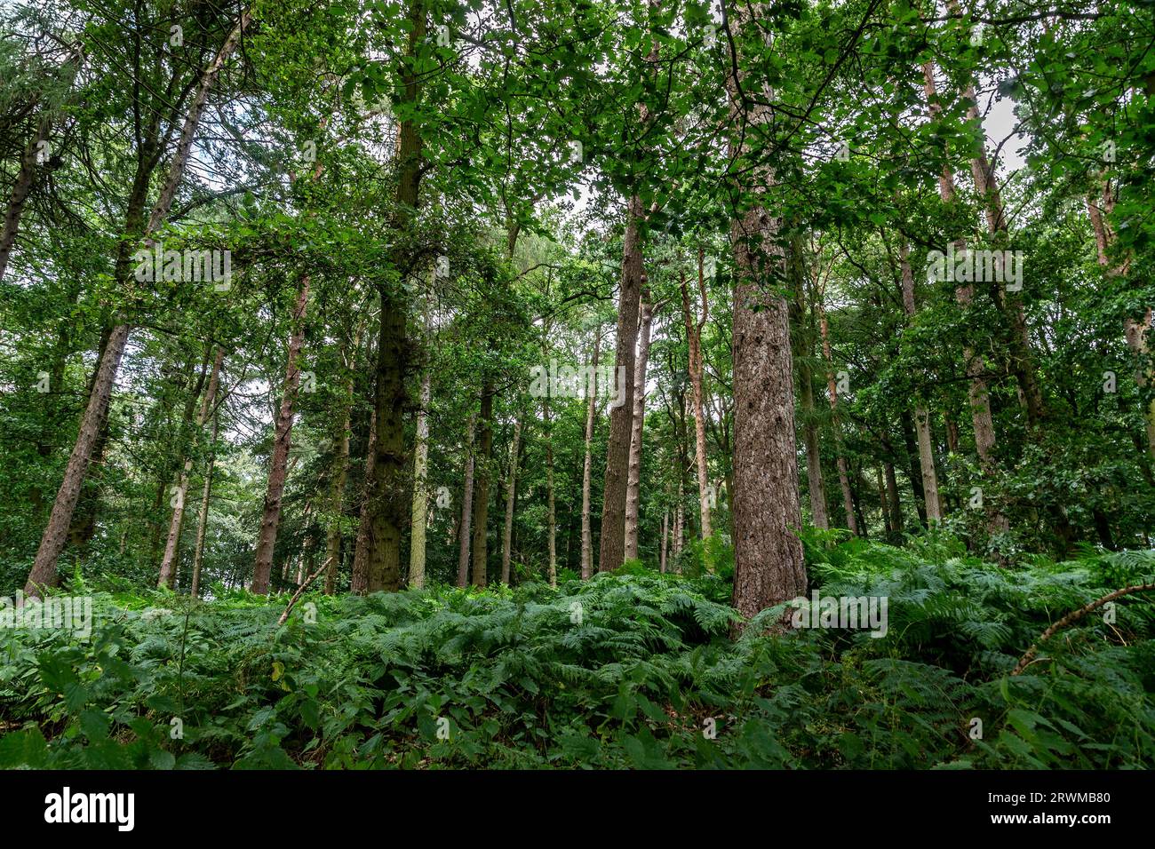 Harlestone Firs, Northampton, Northamptonshire, England, Vereinigtes Königreich Stockfoto