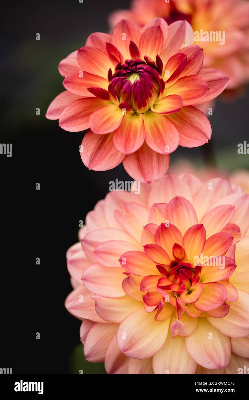 Eine fesselnde Auswahl an Dahlia pinnata-Blüten in voller Blüte in einem üppigen und lebendigen Garten Stockfoto