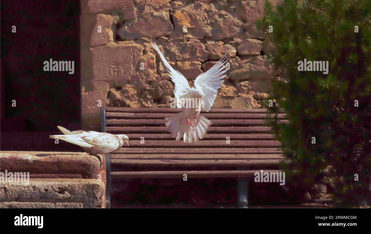 Zwei Tauben werden vor dem Hintergrund einer alten Steinmauer gezeigt. Ein Vogel sitzt auf dem Stein, ein anderer wird auf einer alten Bank landen. Stockfoto