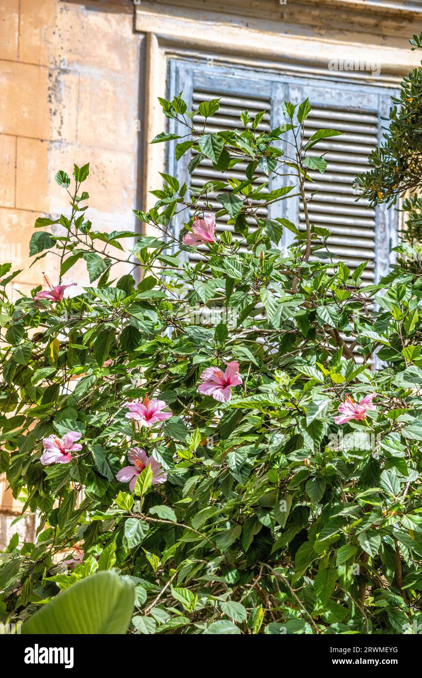 Weiße Kauai Rosmarin (Hibiscus waimeae) Blume in Marsala Stadt in Sizilien, Italien, Europa. Stockfoto