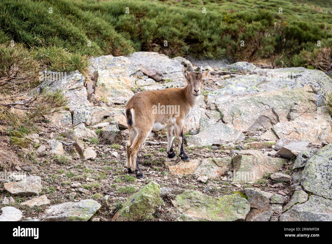 Der iberische Steinbock (Capra pyrenaica), ein weibliches Tier, das auf einem Felsen in der Sierra de Gredos (Pfad zur Laguna Grande) in Spanien steht. Stockfoto