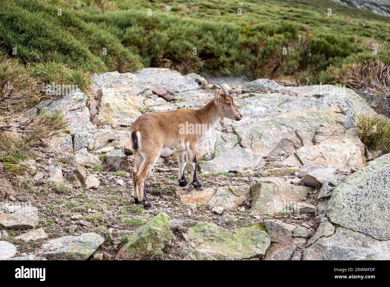 Der iberische Steinbock (Capra pyrenaica), ein weibliches Tier, das in den Bergen der Sierra de Gredos (Pfad zur Laguna Grande) zwischen den Kiefern steht Stockfoto