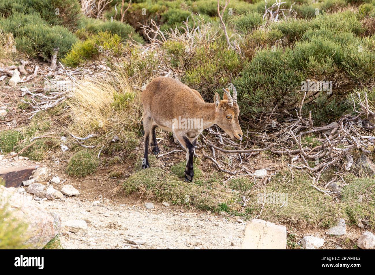 Der iberische Steinbock (Capra pyrenaica), ein weibliches Tier, das in den Bergen der Sierra de Gredos (Pfad zur Laguna Grande) zwischen den Kiefern steht Stockfoto