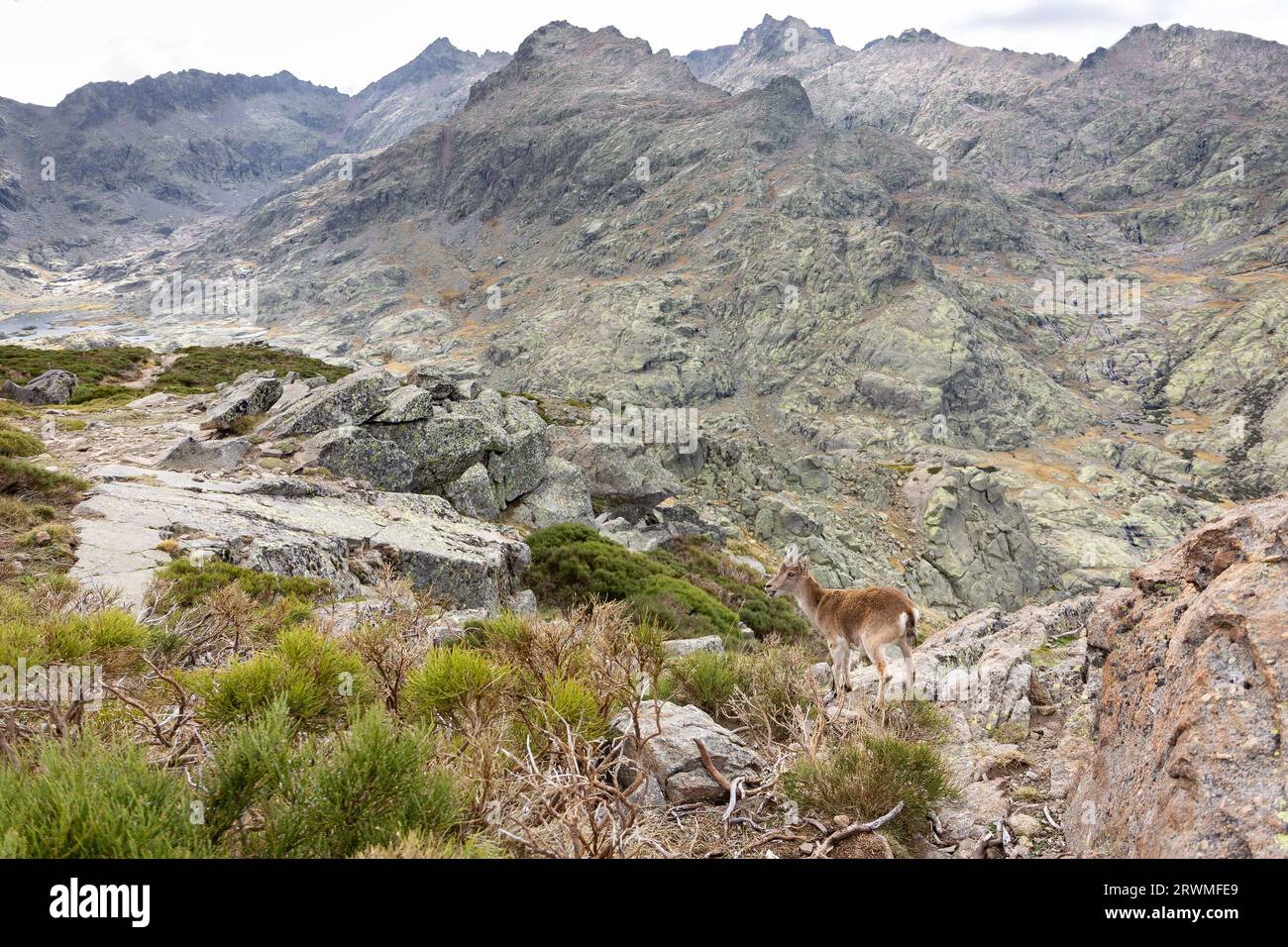 Der iberische Steinbock (Capra pyrenaica), ein weibliches Tier, das auf einem Felsen in den Bergen der Sierra de Gredos steht (Pfad zur Laguna Grande), felsige Berge. Stockfoto