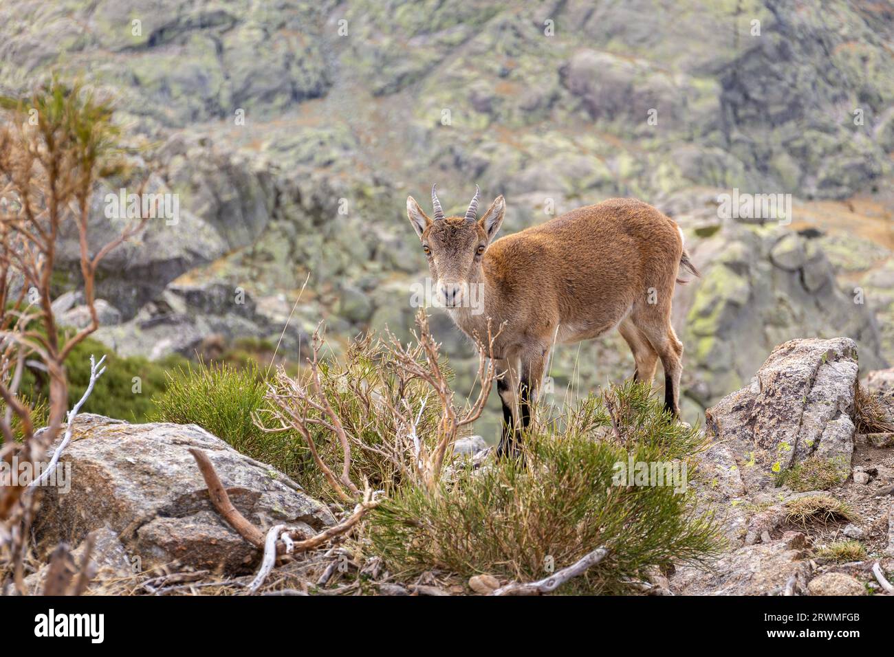 Der iberische Steinbock (Capra pyrenaica), ein weibliches Tier, das auf einem Felsen in der Sierra de Gredos (Pfad zur Laguna Grande) in Spanien steht. Stockfoto