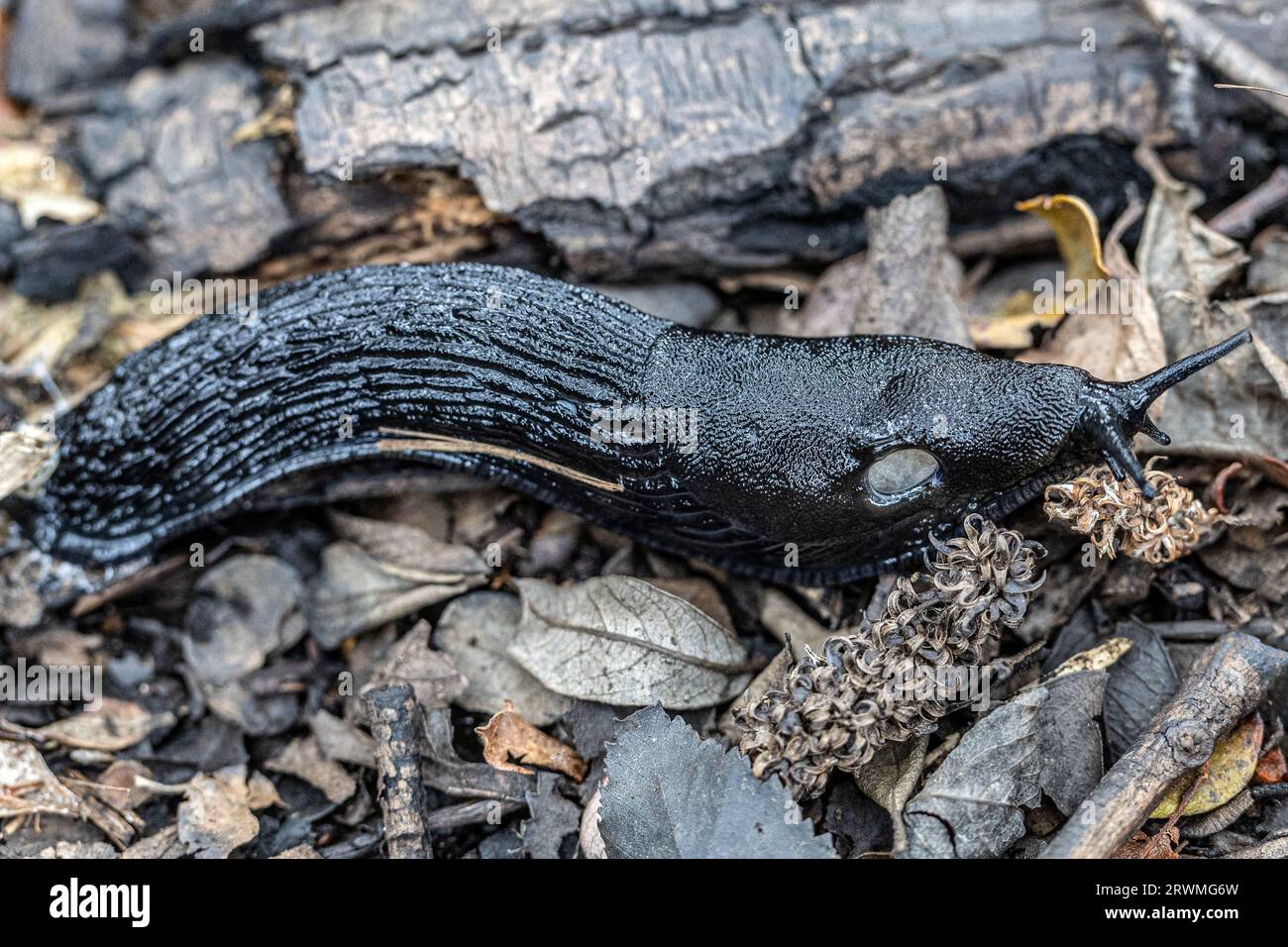 Schwarze Kielrückenschnecke, aschiggraue Schnecke, aschschwarze Schnecke (Limax cinereoniger), Waldschnecken, Studland-Dünen, Dorset, UK Stockfoto