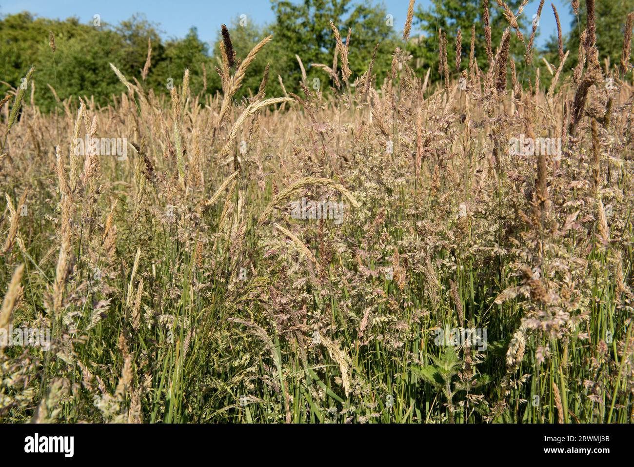 Blühende und sagende Gräser auf einer alten, bewachsenen Weide mit gemischten Naturgräsern, yorkshire-Nebel, Wiesenfoxtail, Wiesengras, im Hochsommer; Berk Stockfoto