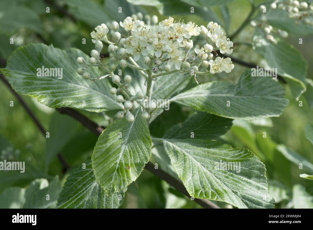 Weißbuche (Sorbus aria) weiße Blütenhaufen unter jungen glaucous haarigen Filzblättern im Frühjahr, Berkshire, Mai Stockfoto