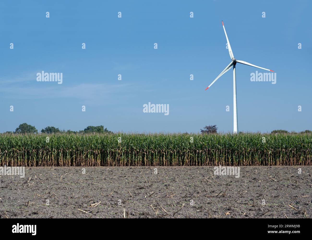 Große Windmühle auf landwirtschaftlichem Maisfeld in Paderborn, Nordrhein-Westfalen, Deutschland, Europa Stockfoto