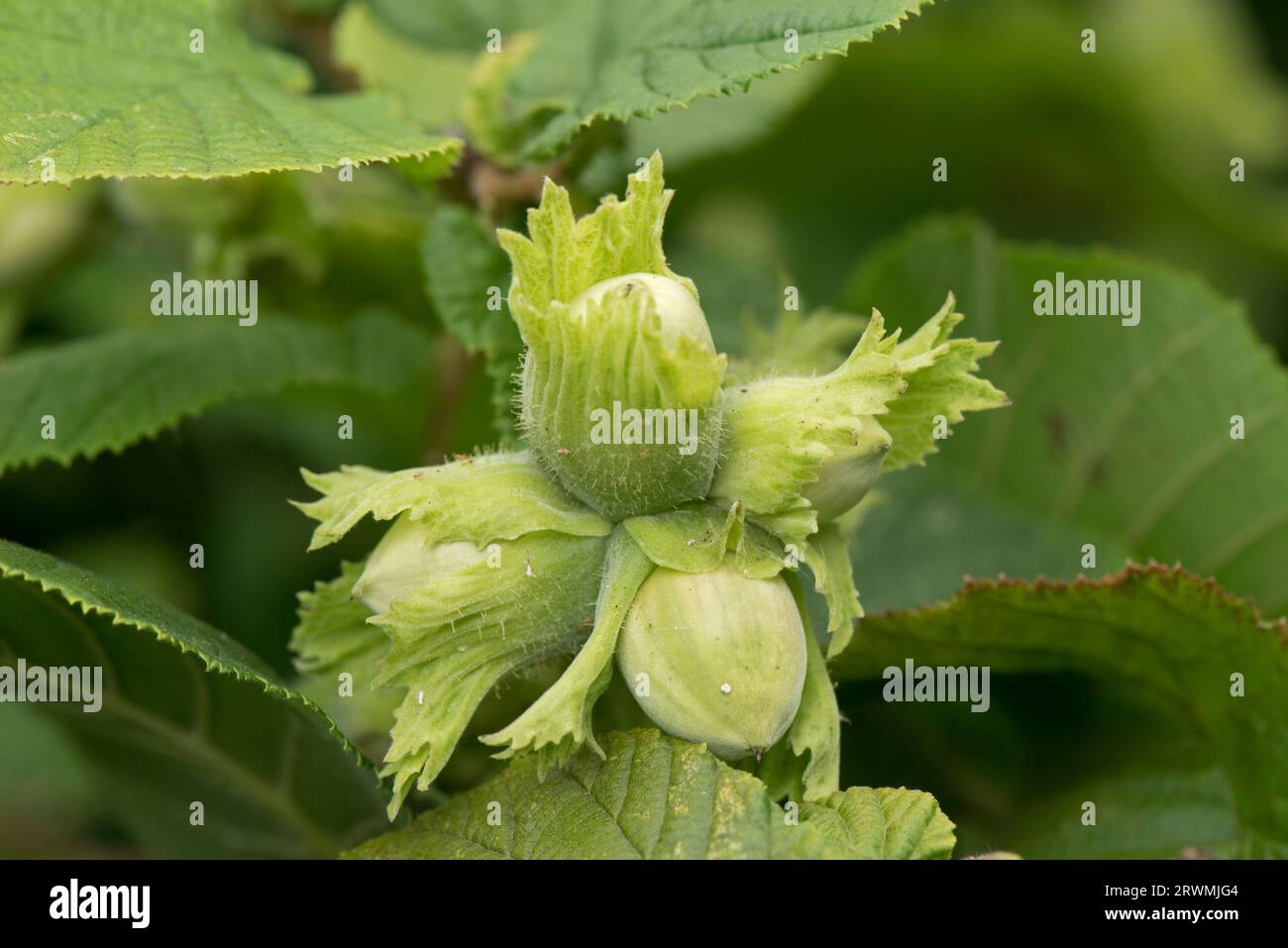 Junge grüne Haselnüsse oder Kabeljau (Corylus avellana) jede Frucht umschlossen von einem grünen Involucre, der sich im Sommer, Berkshire, im Juli, auf einem Haselnussstrauch entwickelt Stockfoto