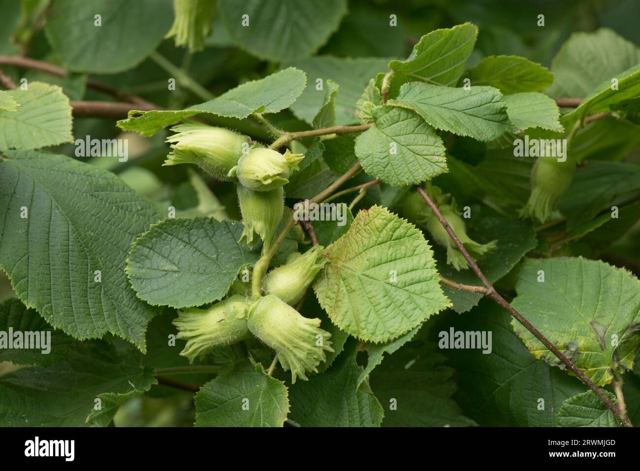 Junge grüne Haselnüsse oder Kabeljau (Corylus avellana) jede Frucht umschlossen von einem grünen Involucre, der sich im Sommer, Berkshire, im Juli, auf einem Haselnussstrauch entwickelt Stockfoto