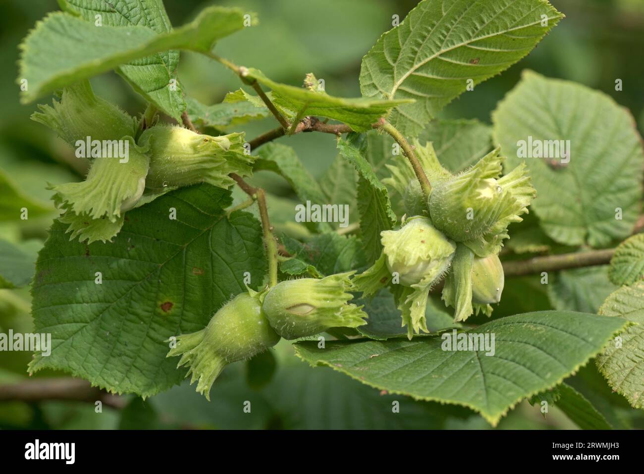 Junge grüne Haselnüsse oder Kabeljau (Corylus avellana) jede Frucht umschlossen von einem grünen Involucre, der sich im Sommer, Berkshire, im Juli, auf einem Haselnussstrauch entwickelt Stockfoto