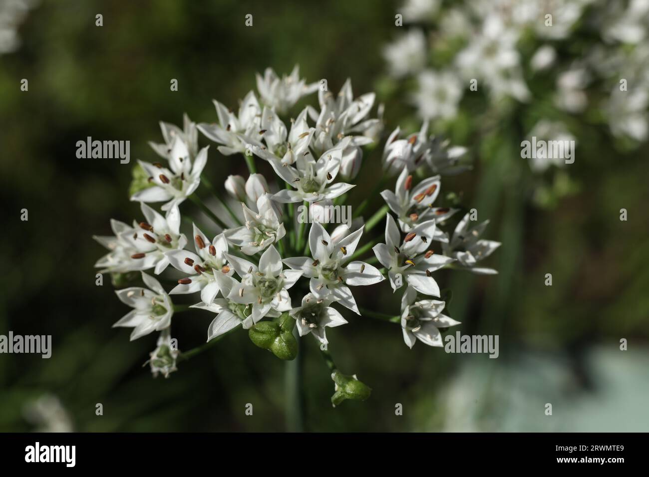 Eine Nahaufnahme der alliumblüte im Sommergarten Stockfoto