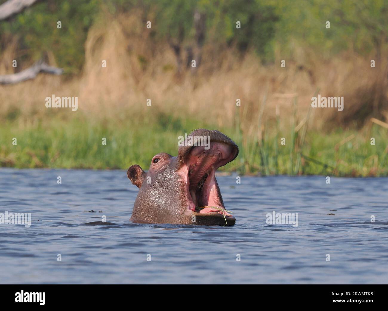 Diese kleine Herde von Flusspferden mit dem Kanu zu erreichen, erregte ihre Aufmerksamkeit sofort, sogar ein Knabe, der uns abwehrte. Stockfoto
