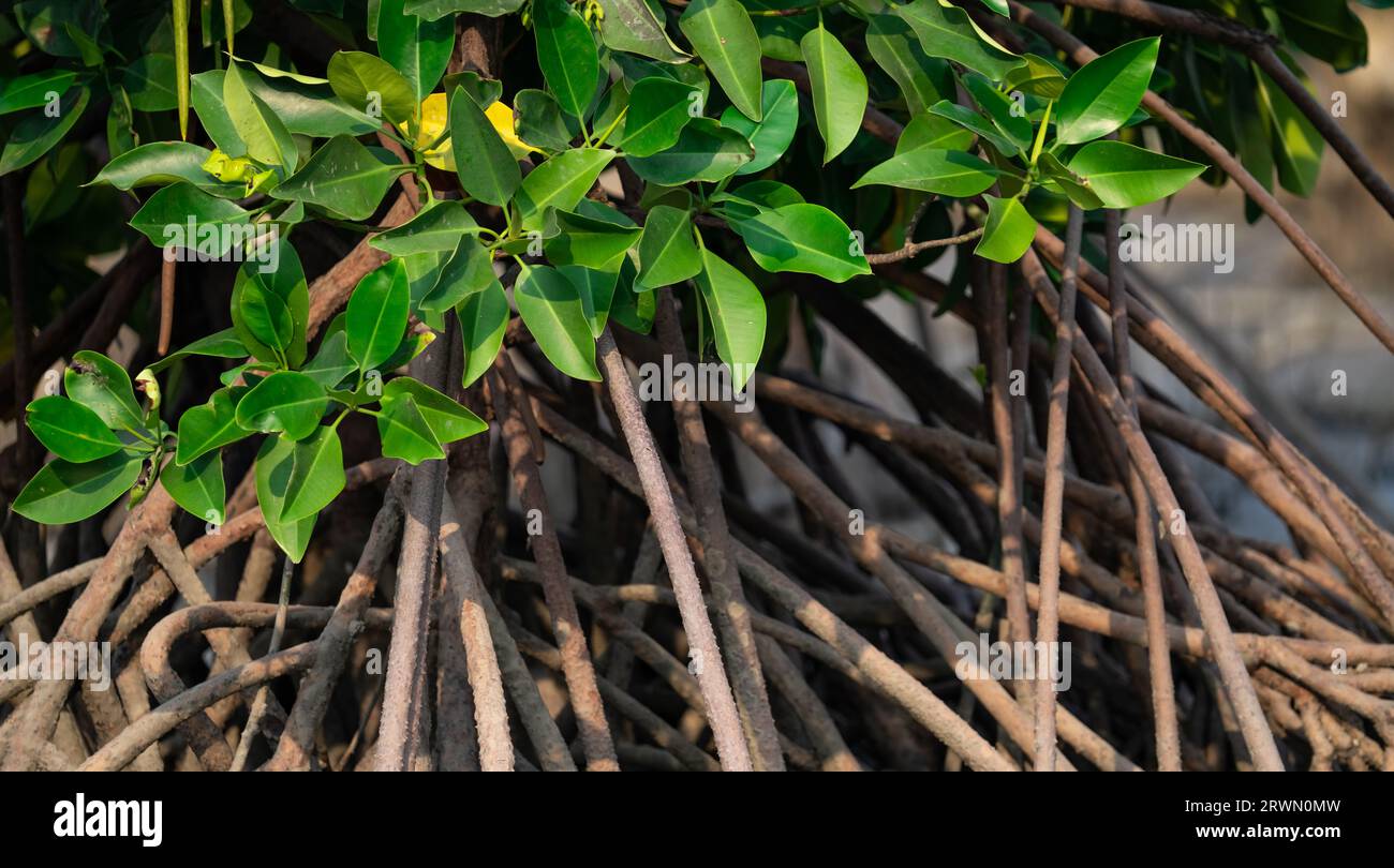 Stelzenwurzeln oder Stützwurzeln von Mangrovenbäumen mit grünen Blättern im Mangrovenwald. Mangrovenwurzeln. Stützwurzeln von Mangrovenbäumen. Root Stockfoto