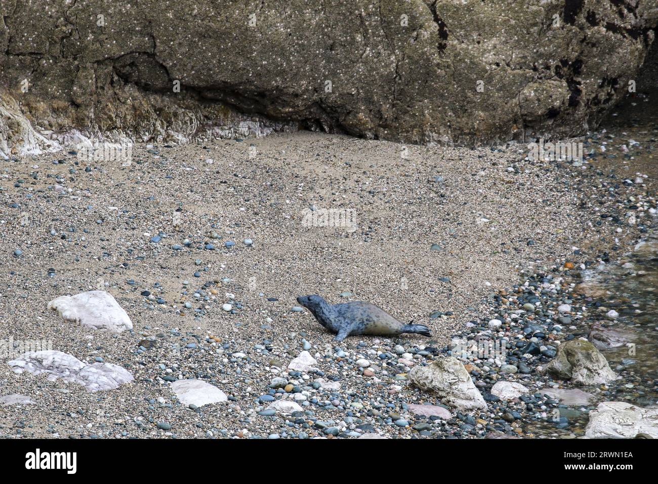 Seal in Angel Bay (Porth Dyniewaid), Llandudno, Wales Stockfoto
