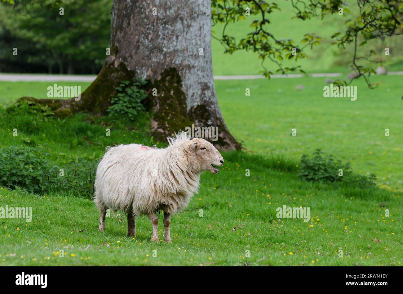 Schafe auf einer Schafzucht in Wales, Vereinigtes Königreich Stockfoto