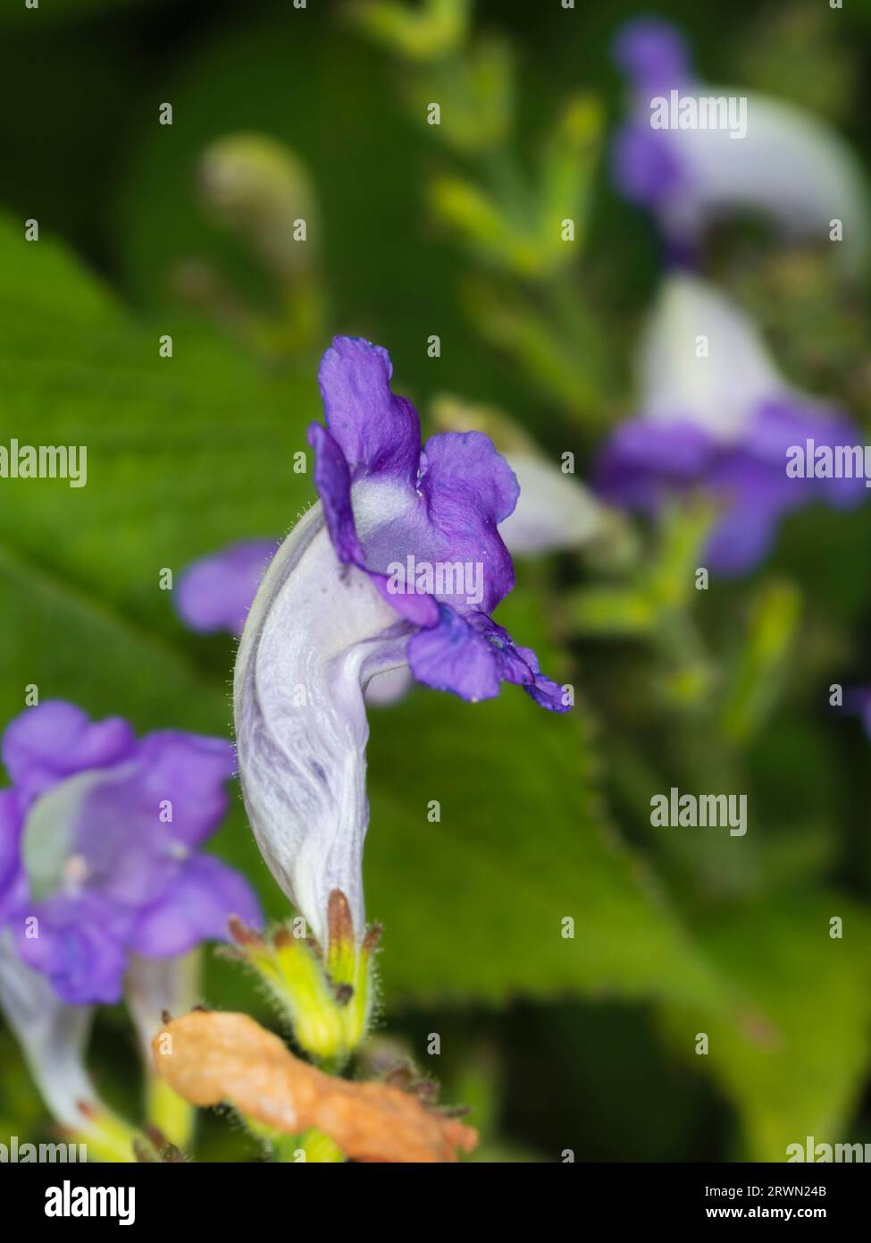 Ungewöhnliche blau-weiße Blüten der langblühenden und relativ harten Himalaya-Staude Strobiilanthes penstemonoides Stockfoto