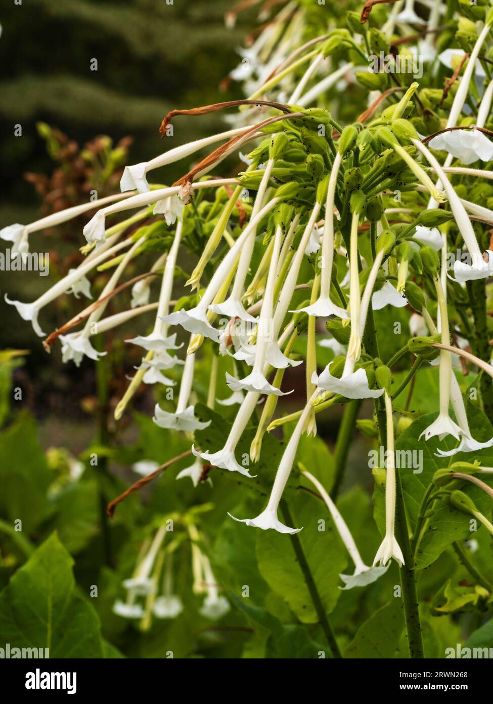 Röhrenförmige, weiße duftende Blüten der zarten, jährlich bis zweijährlich wachsenden Waldtabakpflanze Nicotiana sylvestris, Stockfoto