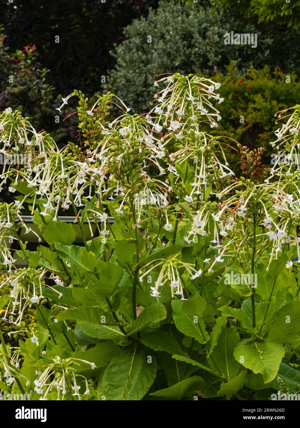 Röhrenförmige, weiße duftende Blüten der zarten, jährlich bis zweijährlich wachsenden Waldtabakpflanze Nicotiana sylvestris, Stockfoto