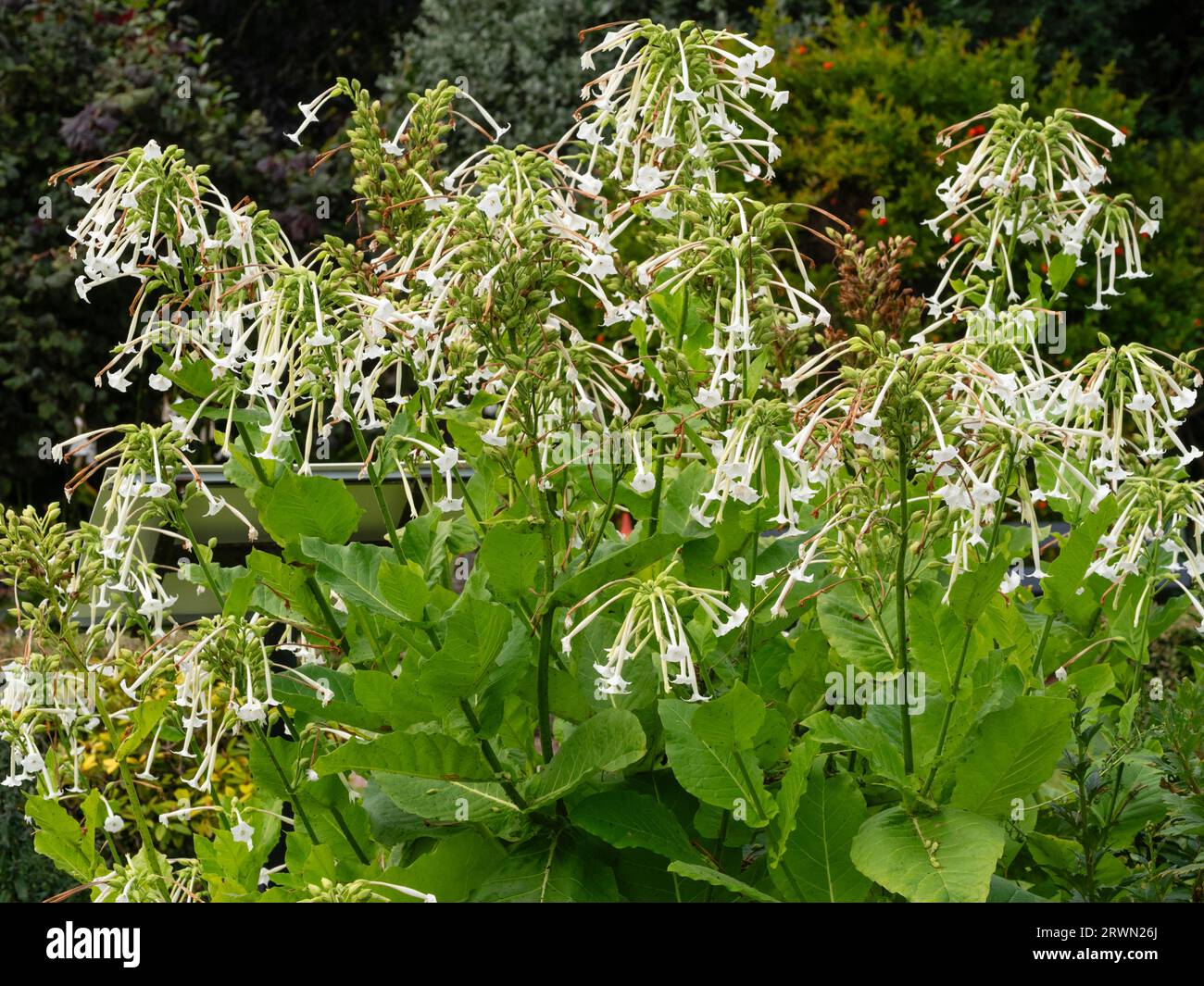 Röhrenförmige, weiße duftende Blüten der zarten, jährlich bis zweijährlich wachsenden Waldtabakpflanze Nicotiana sylvestris, Stockfoto