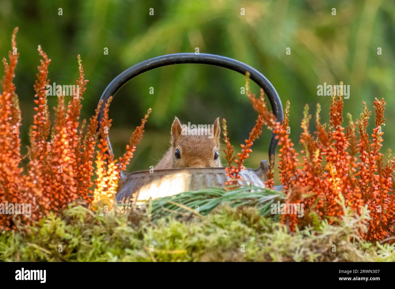Kurioses kleines schottisches Rotes Eichhörnchen in wunderschönen herbstlichen Farben im Wald Stockfoto