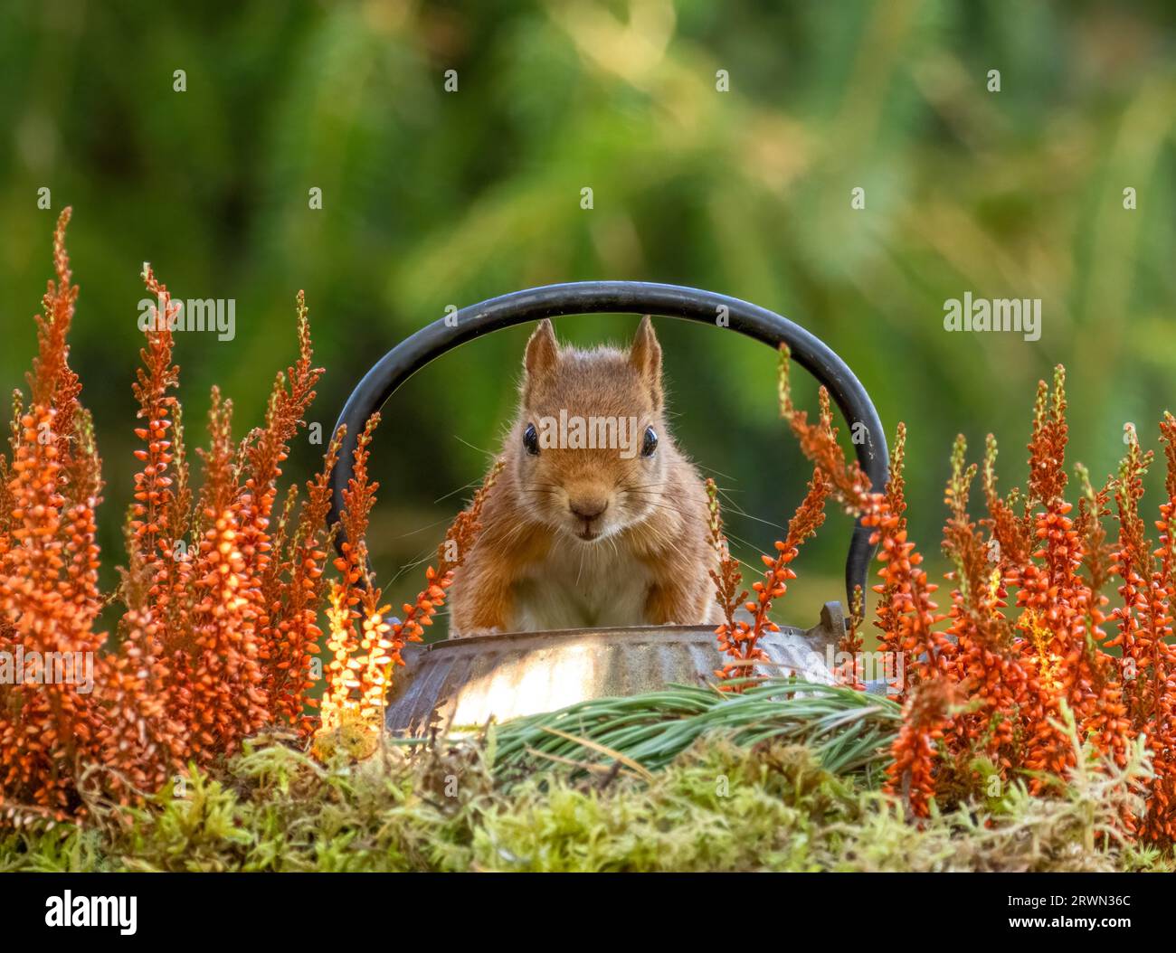 Kurioses kleines schottisches Rotes Eichhörnchen in wunderschönen herbstlichen Farben im Wald Stockfoto