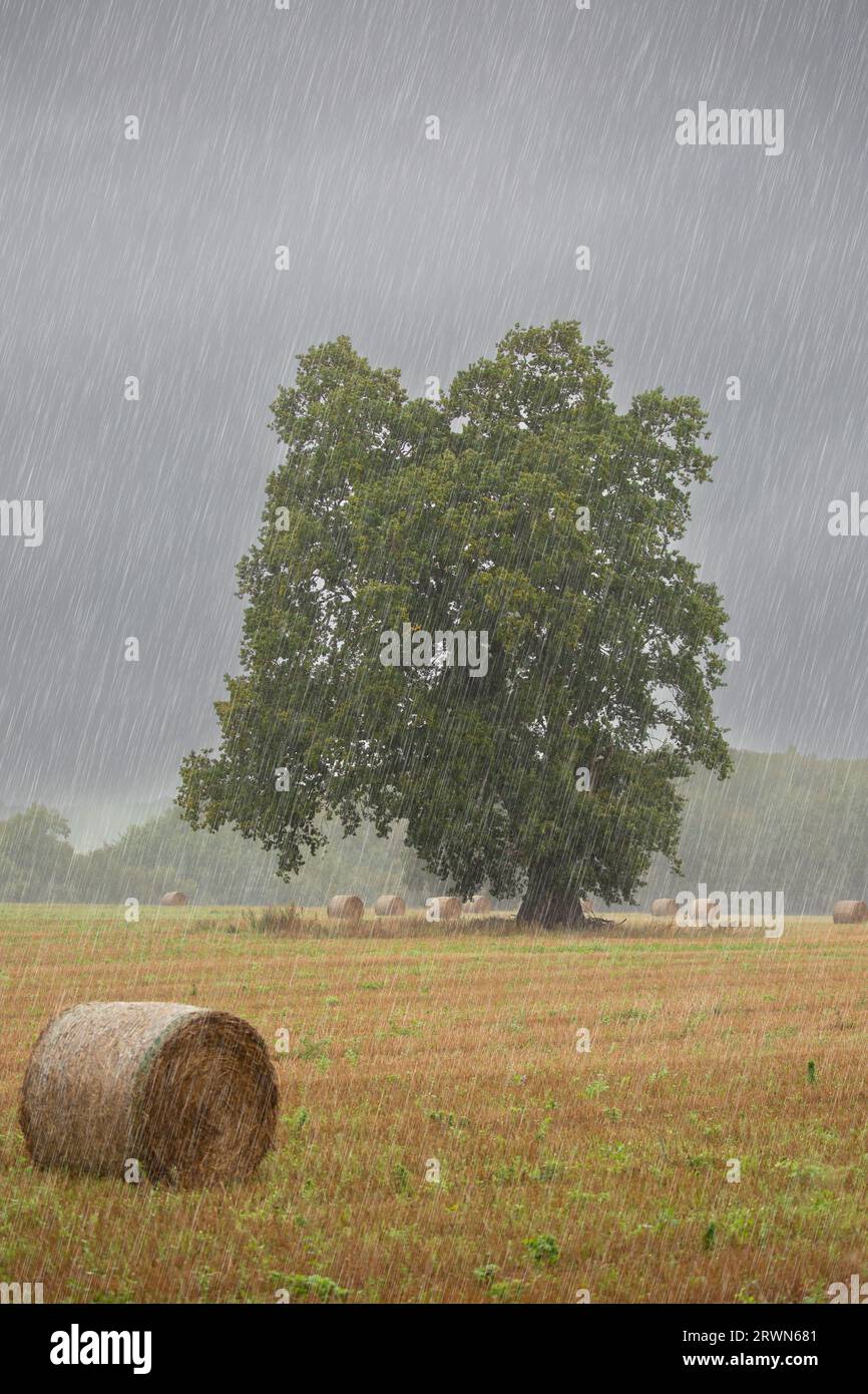 Regen über ein ländliches, britisches Ackerfeld mit Strohballen und einem großen Baum. Stockfoto
