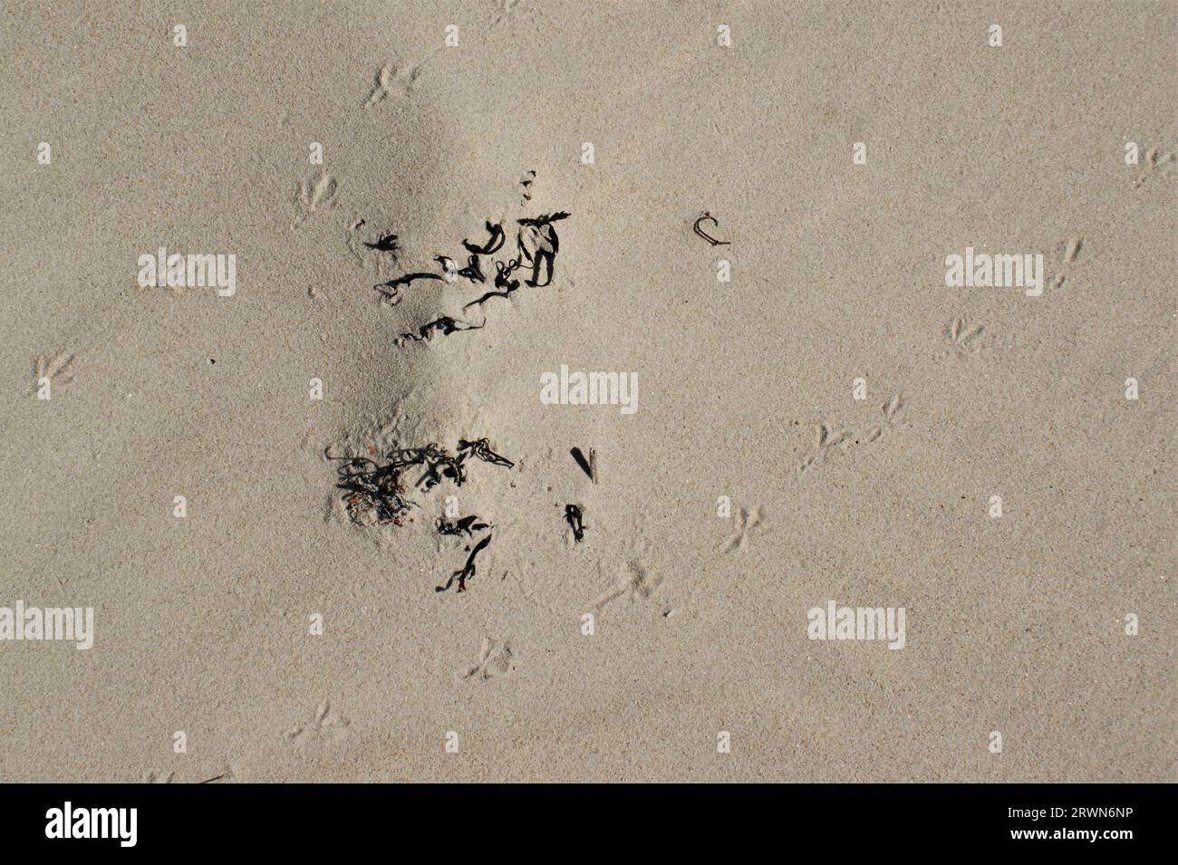 Trockener Sandstrand mit Vogelspuren. Ostseestrand. Stockfoto