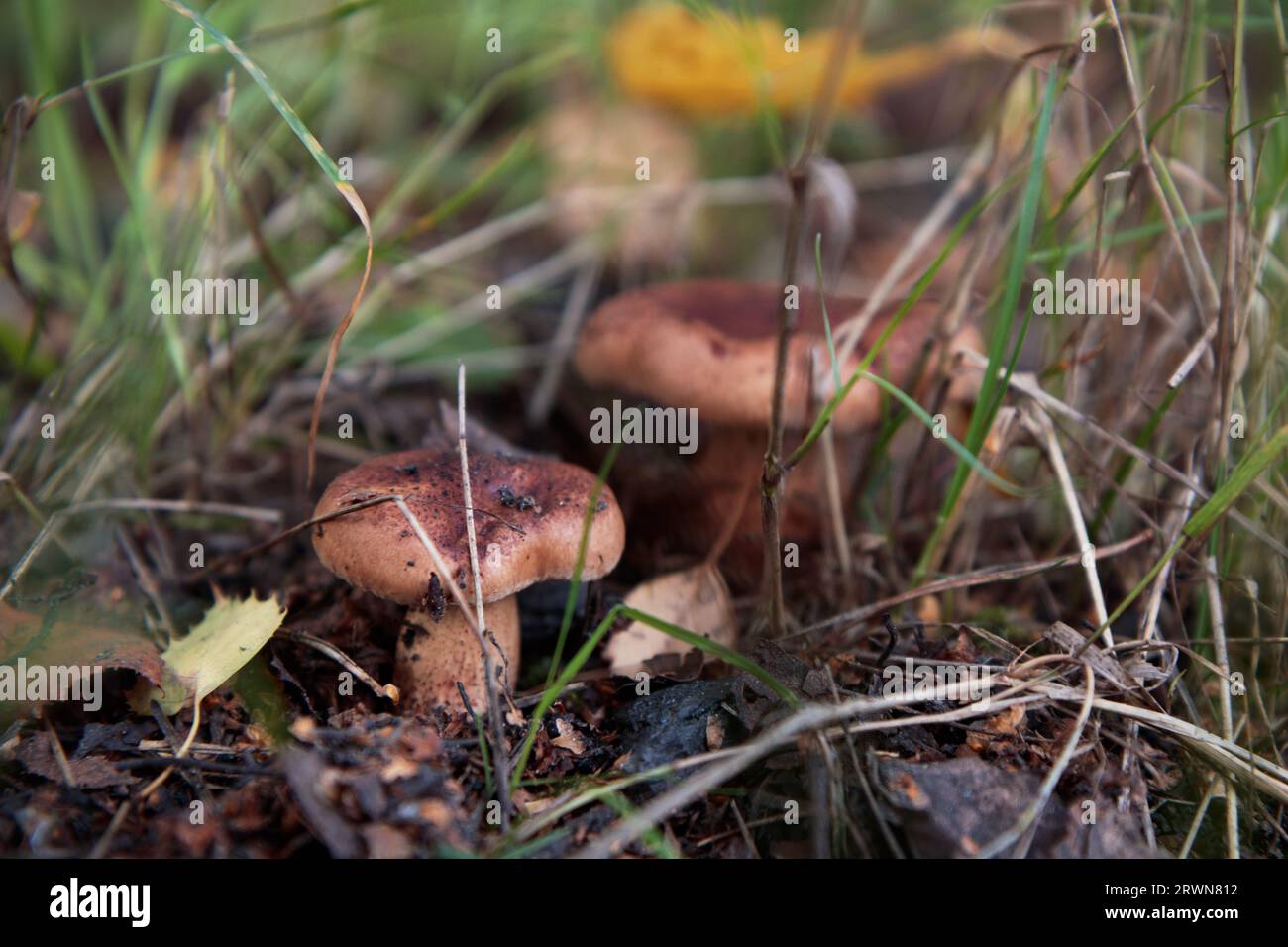 Lactarius rufus Maischen, frisch und natürlich im Herbstwald. Stockfoto