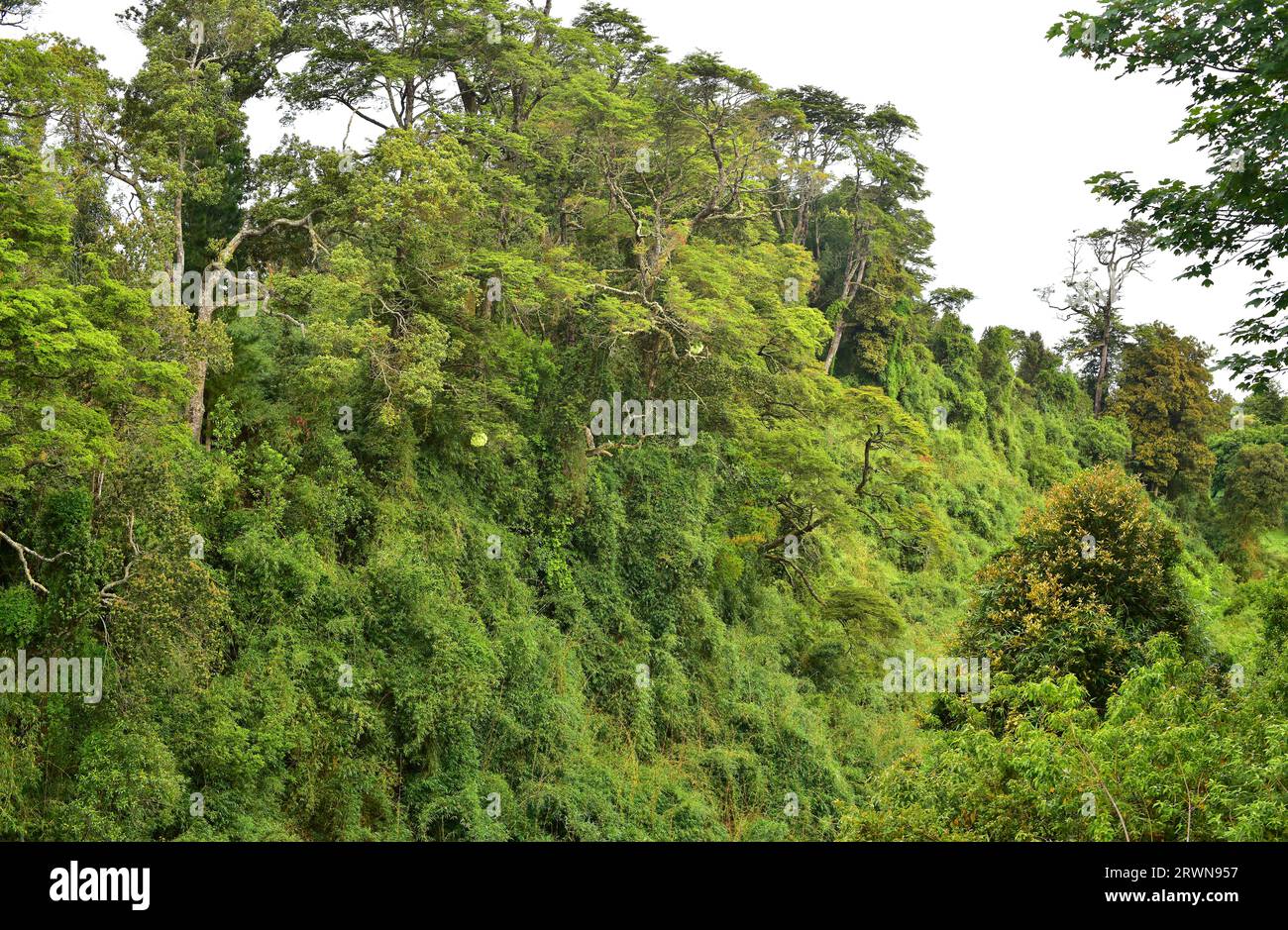Puerto Varas, Bosque templado Lluvioso (gemäßigter Regenwald) oder Valdivian gemäßigter Wald. Region de Los Lagos, Chile. Stockfoto