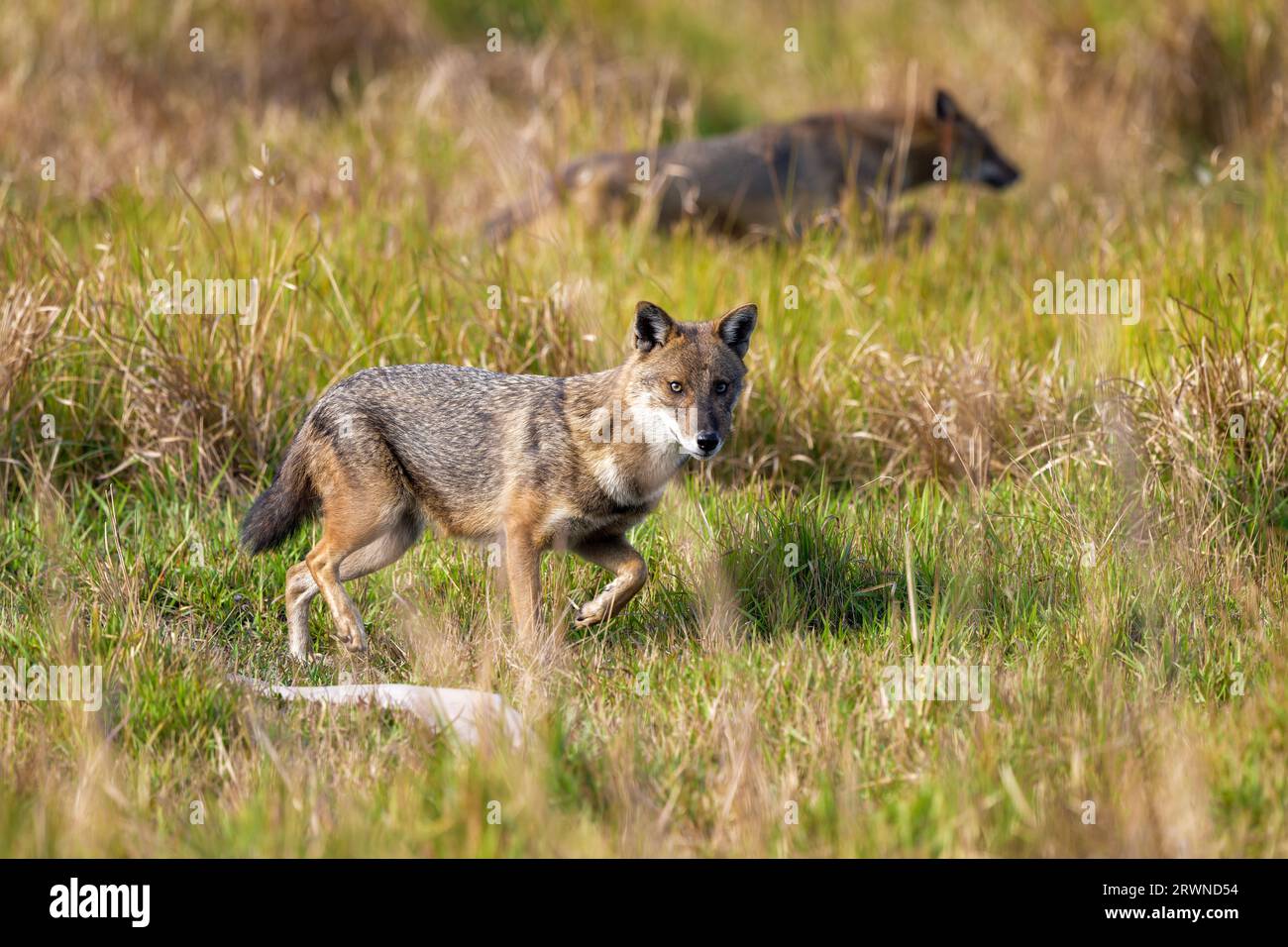 Ein Golden Jackal schaut an, während er sich schnell in einen dichteren Teil des Grünlandes bei Barrackpore in Westbengalen, Indien, bewegt Stockfoto