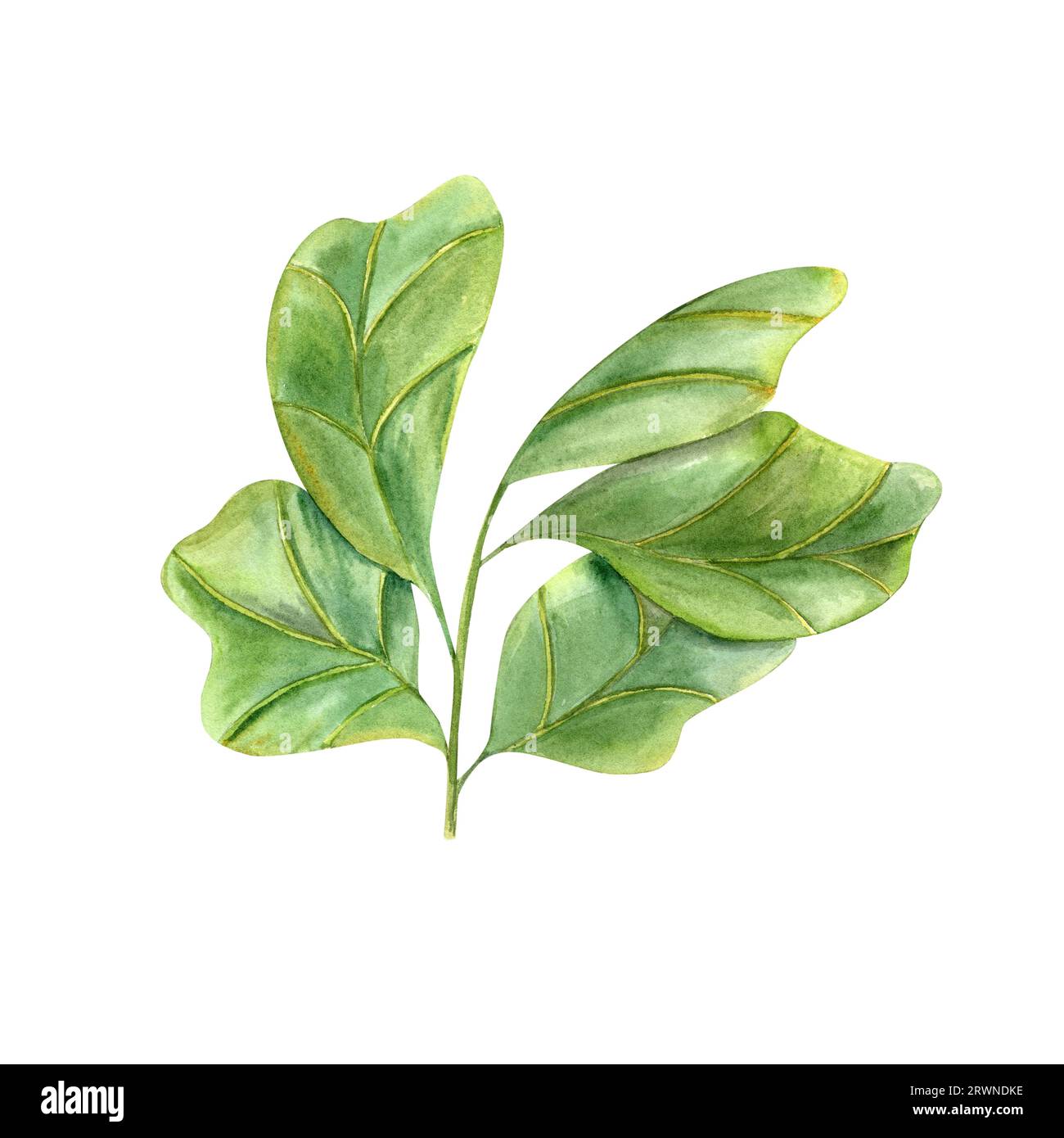 Stilvolle Pflanze mit riesigen grünen Blättern. Zimmerpflanzen mit Fidelblatt Feige. Ficus-Lyratast. Aquarell-Illustration für Inneneinrichtung Stockfoto