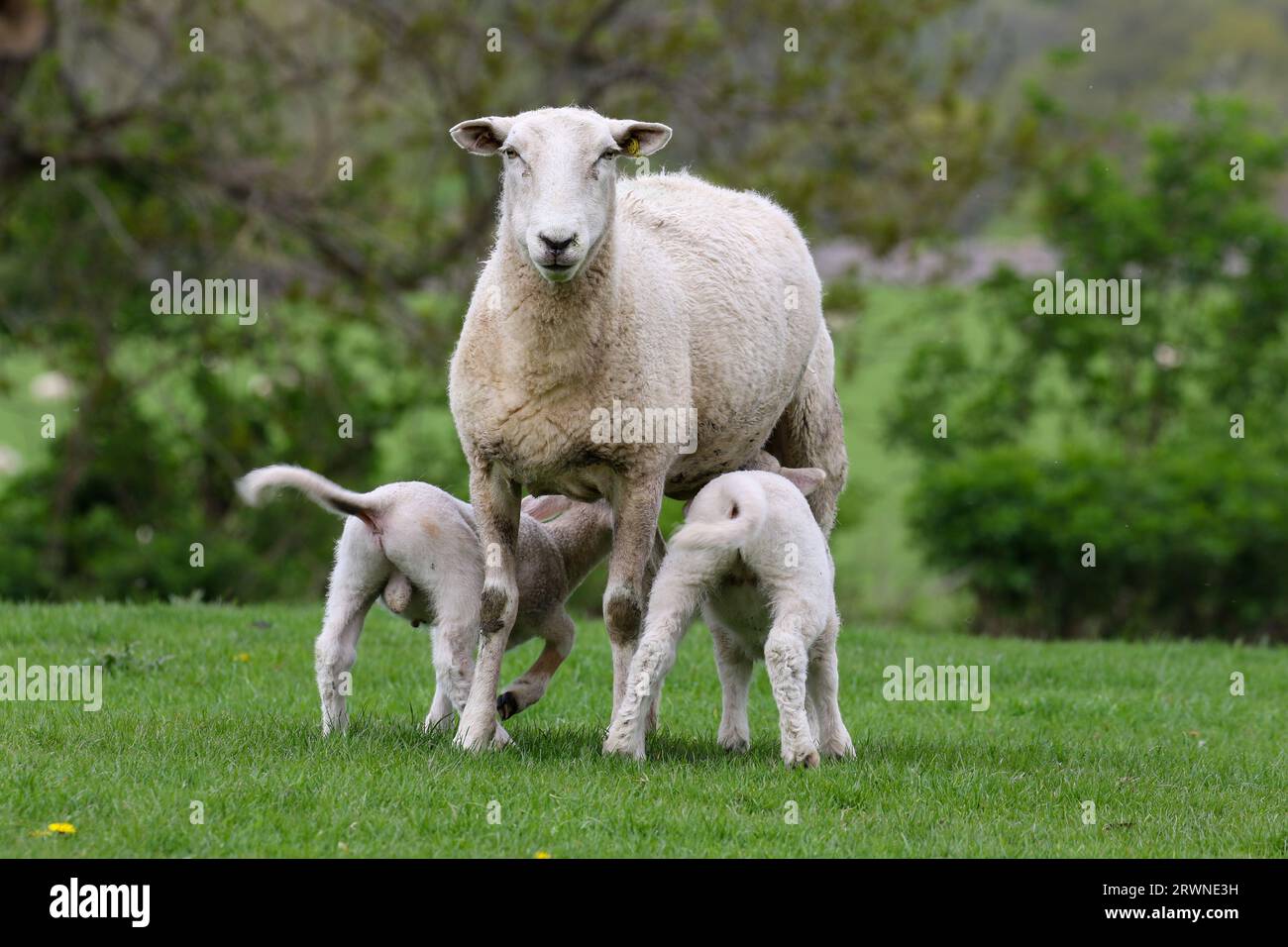 Frühlingslämmer, die von Mutterschafen säugen, Wales, Vereinigtes Königreich Stockfoto