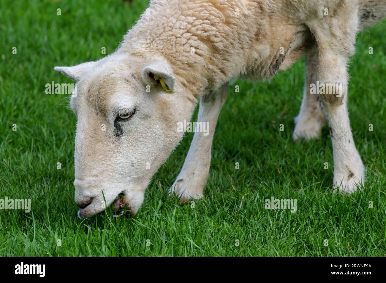 Schafe auf Gras in Wales, Vereinigtes Königreich Stockfoto
