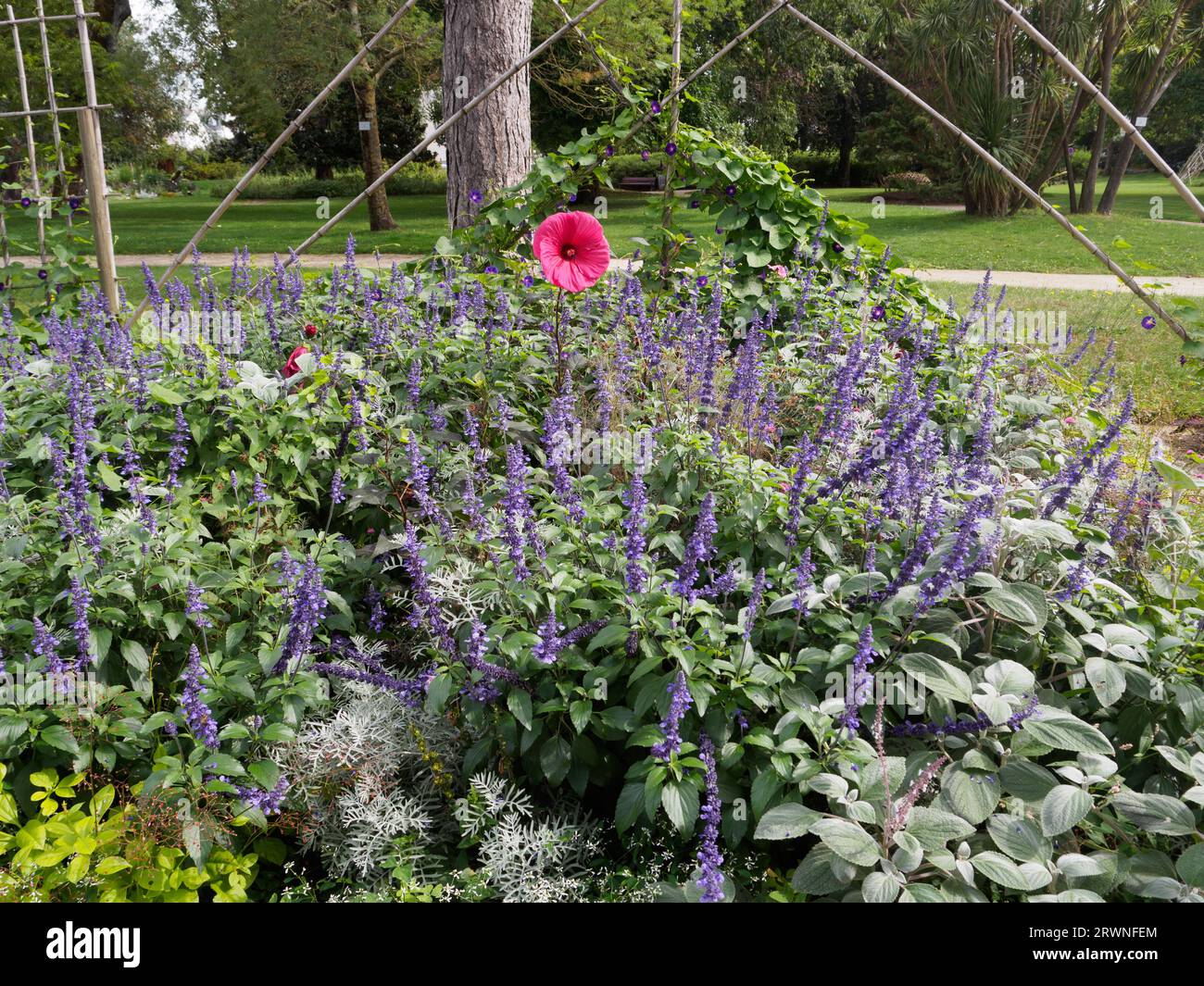 Großer, blumiger Hibiskus in einem Bett im Jardin des Plantes St. Nazaire Stockfoto