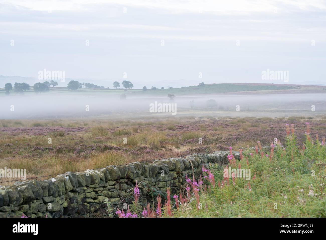 Sommerheide umgeben von Nebel im Peak District National Park, Derbyshire England Stockfoto