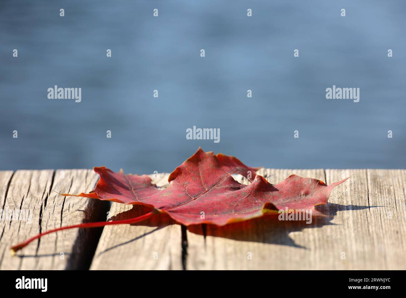 Rotes Ahornblatt auf Holzbrett an einer Seeküste mit. Hintergrund der Herbstsaison Stockfoto