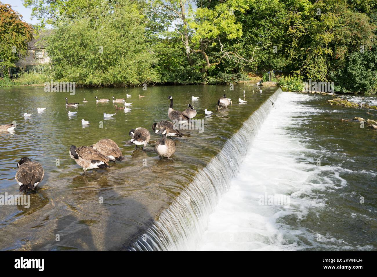 Eine Herde von Enten spielt in River Wye, Water Fall Derbyshire UK Stockfoto