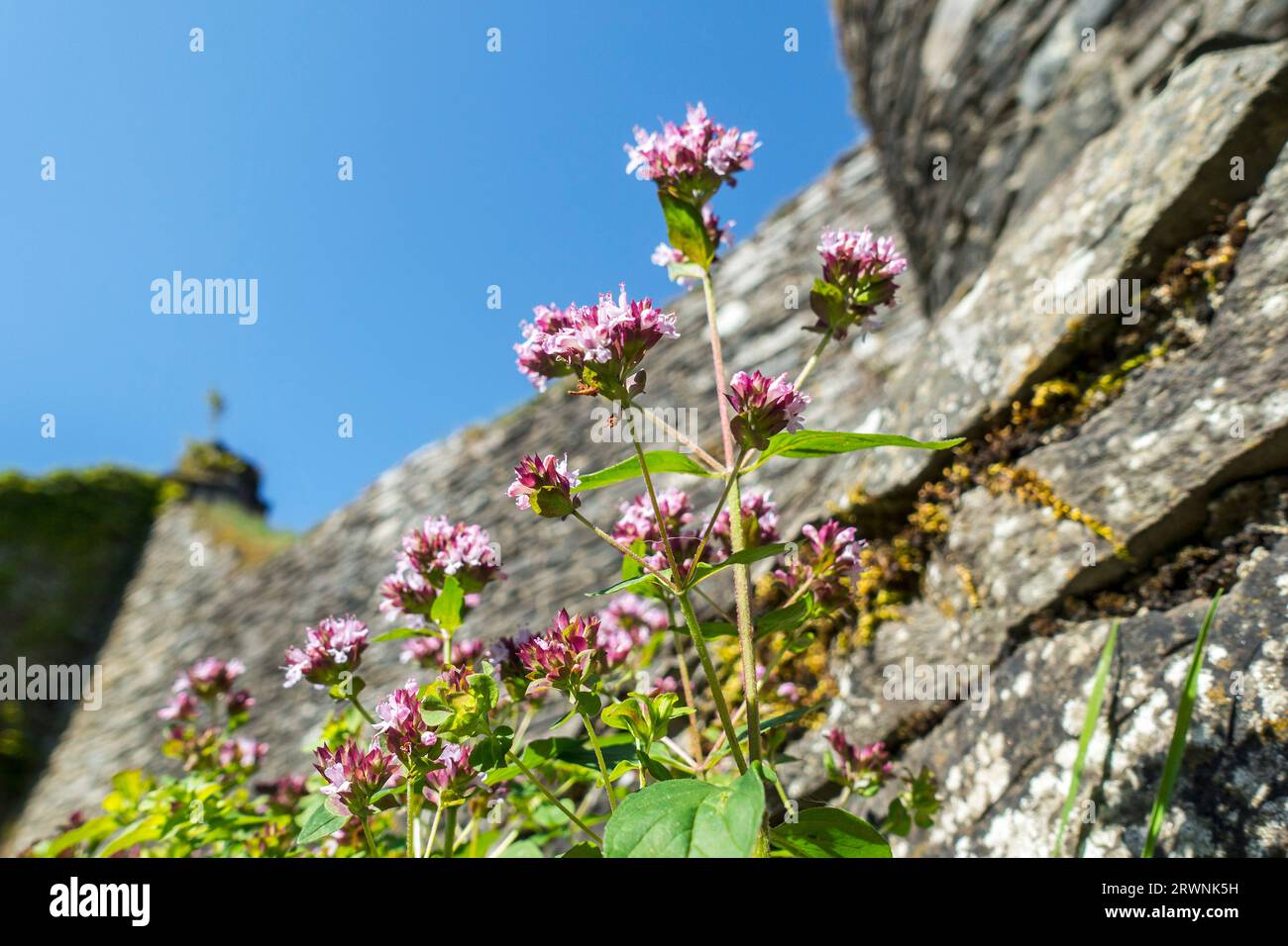 Blumen auf Steinmauer aus dem 13. Jahrhundert Château d'Herbeumont, mittelalterliche Burg in Herbeumont, Luxemburg, Belgische Ardennen, Wallonien, Belgien Stockfoto