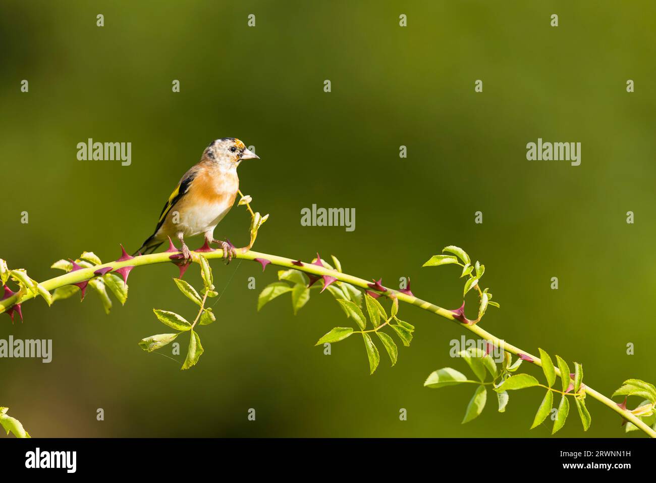 Europäischer Goldfink Carduelis carduelis, juvenile Tiere, die auf der Dog Rose Rosa canina sitzen, Stem, Suffolk, England, September Stockfoto