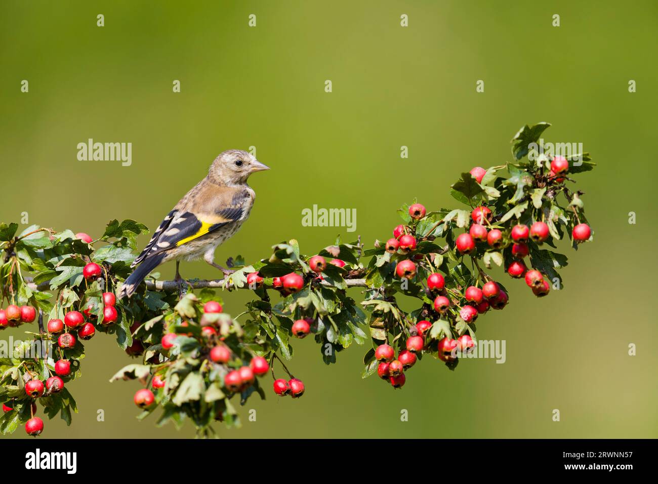 Europäischer Goldfink Carduelis carduelis, Jungfische auf Weißdorn Crataegus monogyna, Zweig mit Beeren, Suffolk, England, September Stockfoto