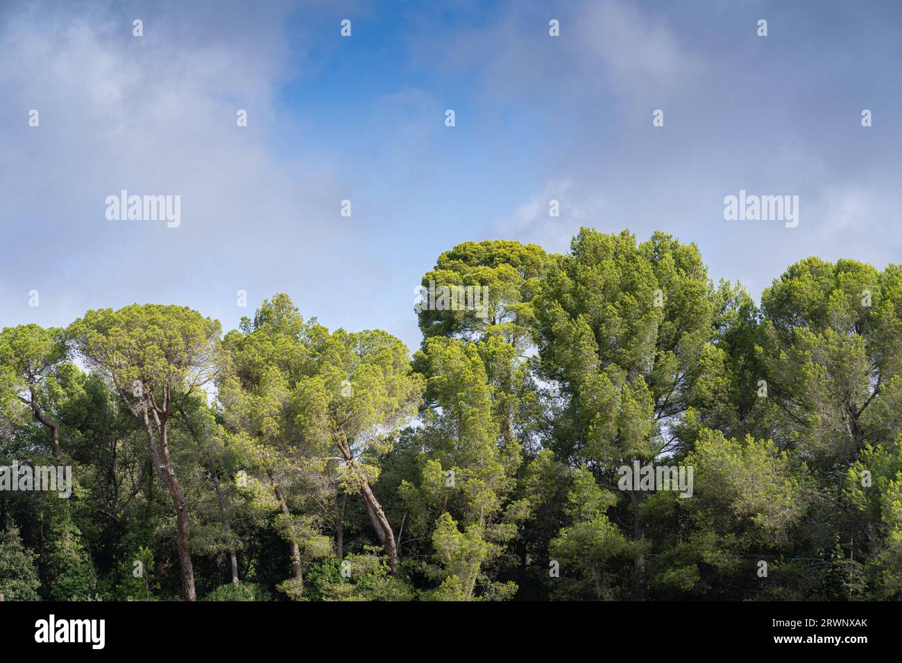 Landschaftsblick auf mediterrane pinus pinea aka Zirbe, Regenschirmkiefer oder Schirmkiefer bei Sonnenlicht vor blauem Himmel mit Wolken Stockfoto