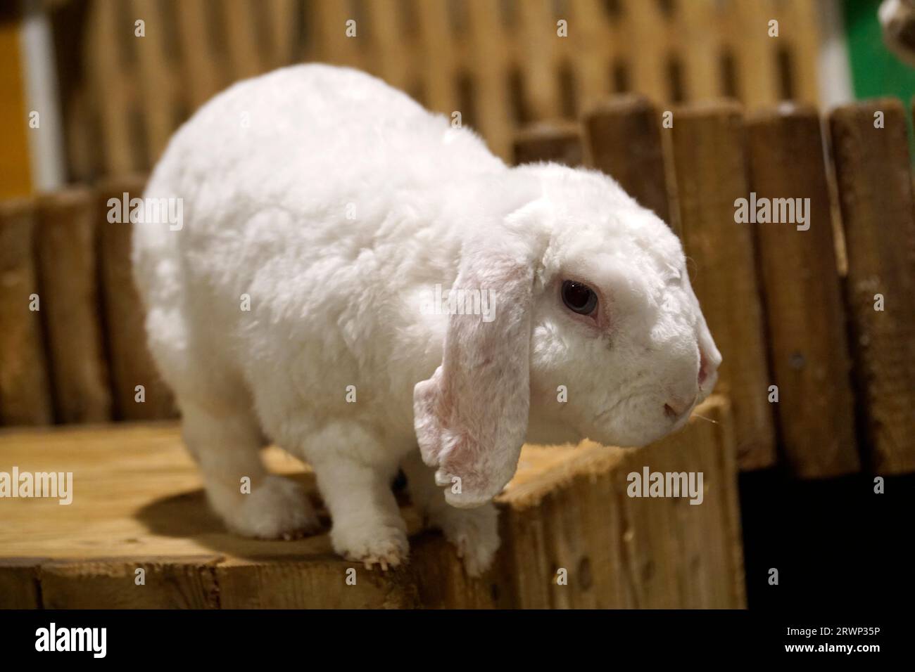 Ein einzelnes kurzhaariges weißes Kaninchen Stockfoto