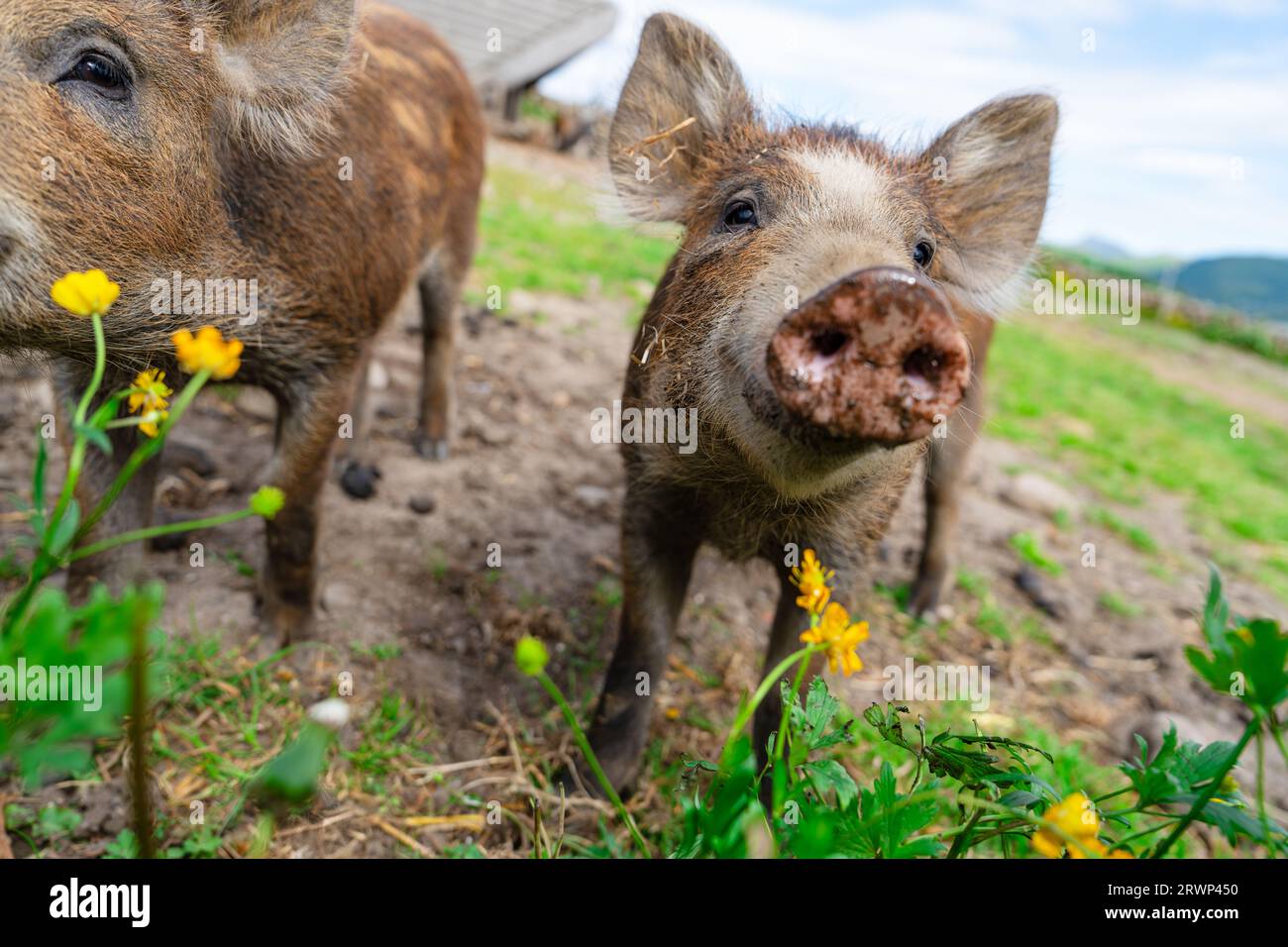Wildschweine, die sich im Sommer auf grünem Getreidefeld ernähren Wildschweine, die sich im Kopienraum landwirtschaftlicher Betriebe verstecken Stockfoto