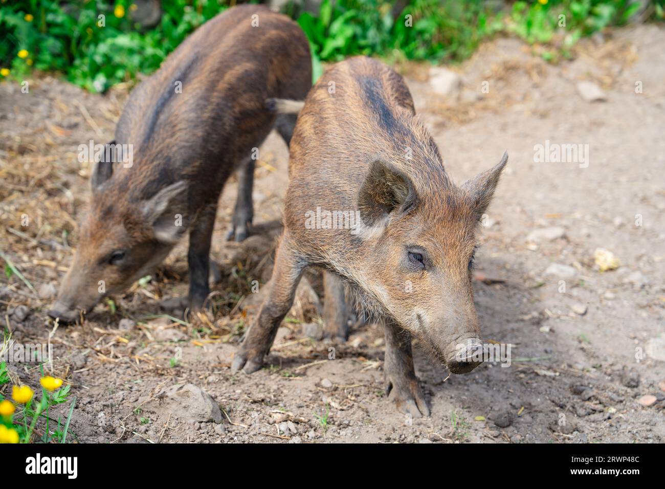 Wildschweine, die sich im Sommer auf grünem Getreidefeld ernähren Wildschweine, die sich im Kopienraum landwirtschaftlicher Betriebe verstecken Stockfoto