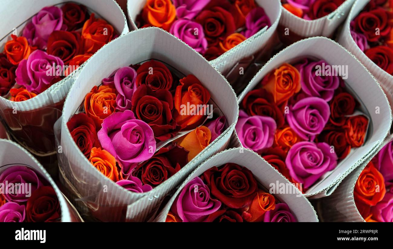 Rote und rosafarbene Rosen verpackt und bereit für den Export in die Region Tabacundo und Cayambe, nördlich von Quito, Ecuador, Südamerika. Die Rose ist die Nationa Stockfoto