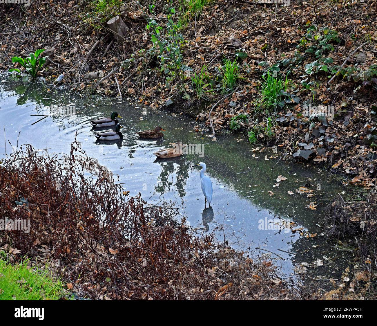 Stockenten und ein Reiher im Old Alameda Creek in Union City, Kalifornien Stockfoto